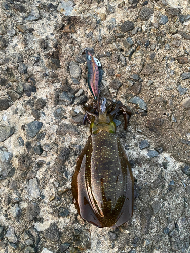 アオリイカの釣果