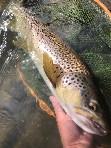 ブラウントラウトの釣果