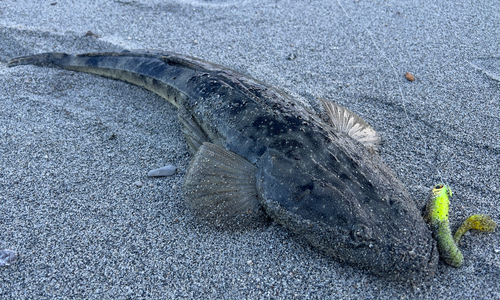 マゴチの釣果