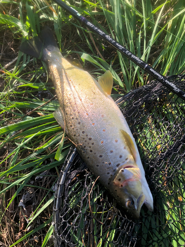 ブラウントラウトの釣果