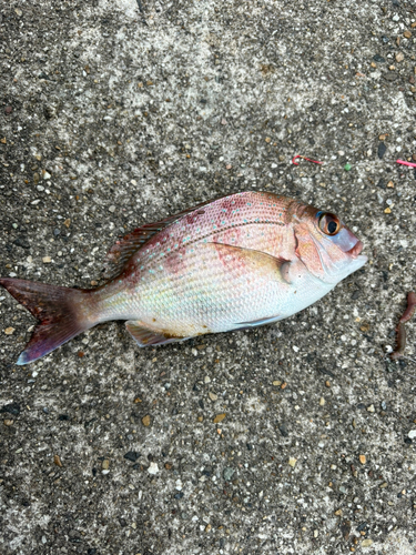 タイの釣果