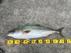 ブリの釣果