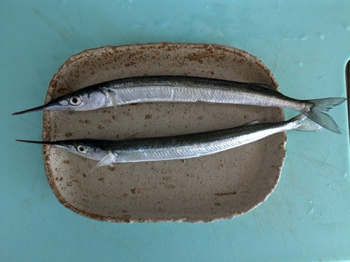 サヨリの釣果