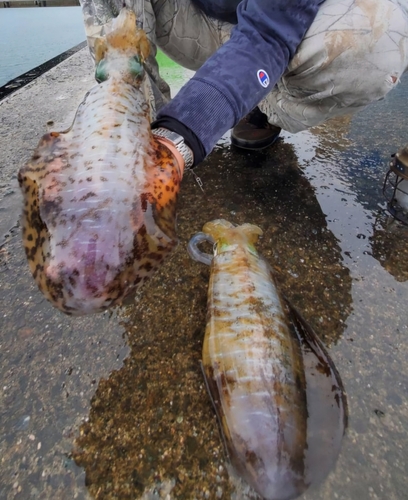 舞鶴親海公園