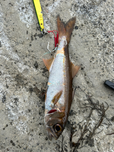 ムツの釣果