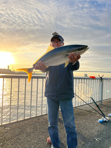 ワラサの釣果