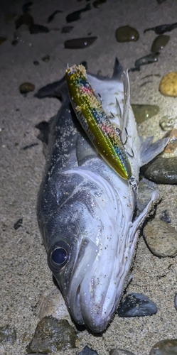 セイゴ（ヒラスズキ）の釣果