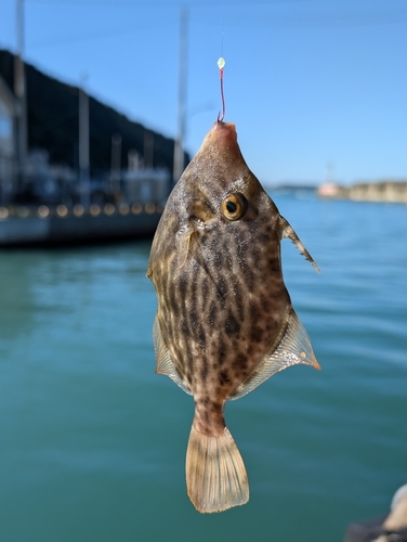 カワハギの釣果