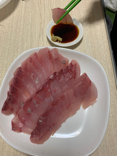 ヤズの釣果