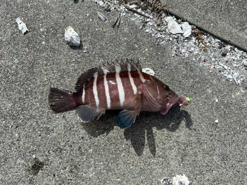 マハタの釣果