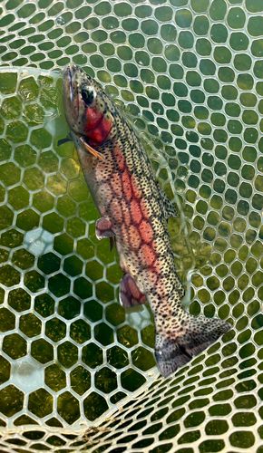 ニジマスの釣果