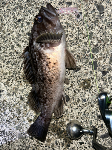 クロソイの釣果