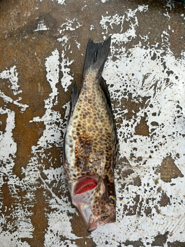 オオモンハタの釣果