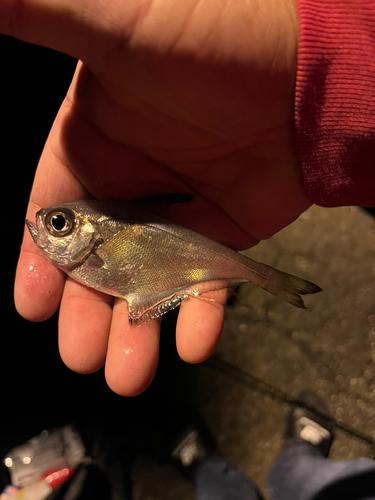 ハタンポの釣果