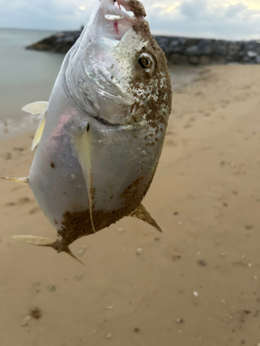 ガーラの釣果