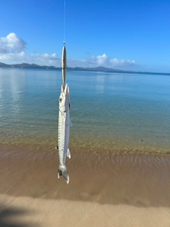 カマスの釣果