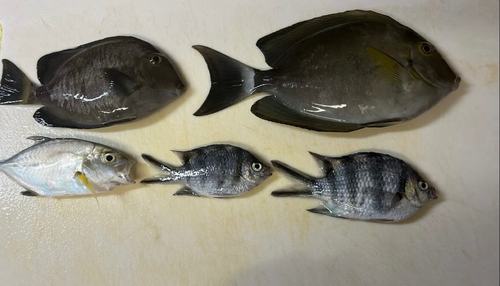 釣果