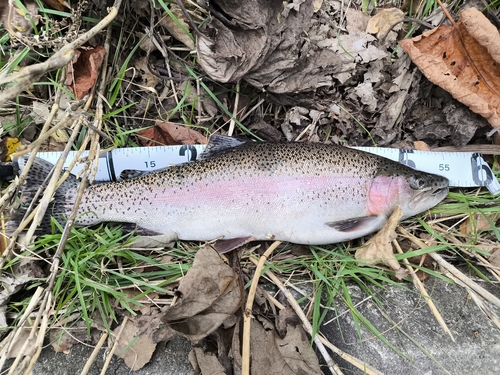 ニジマスの釣果