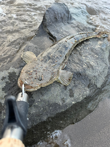 マゴチの釣果