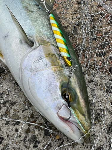 ハマチの釣果