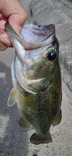 ラージマウスバスの釣果