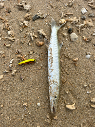 カマスの釣果