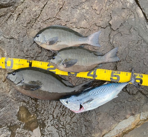 クチブトグレの釣果