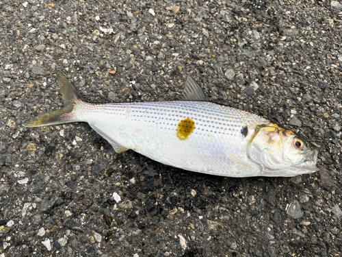 コノシロの釣果