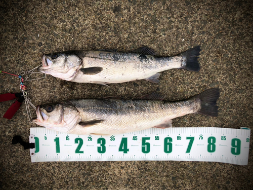 スズキの釣果