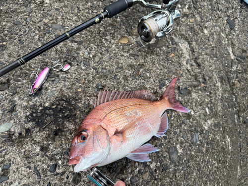 タイの釣果