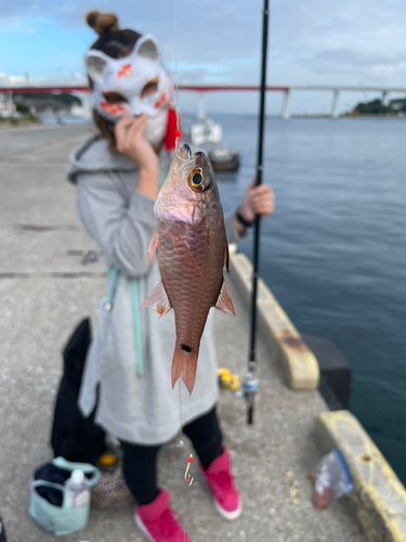 ネンブツダイの釣果