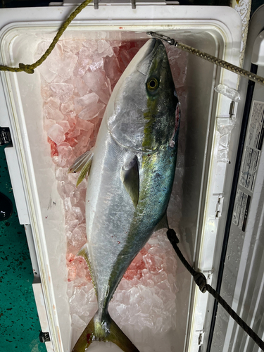 ブリの釣果