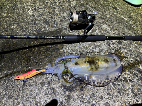 アオリイカの釣果