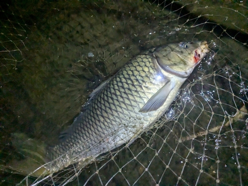 コイの釣果