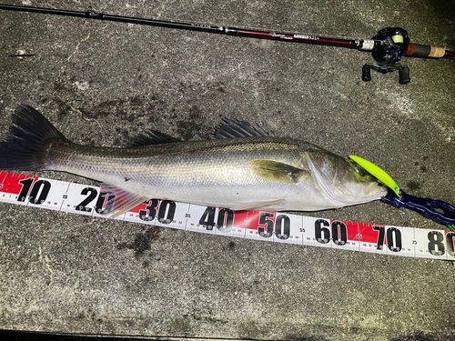 シーバスの釣果