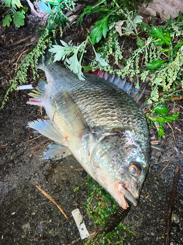 キビレの釣果