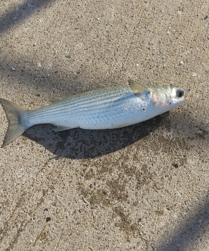 ボラの釣果