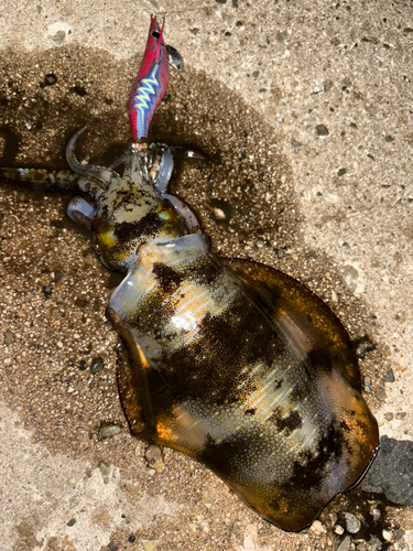 アオリイカの釣果