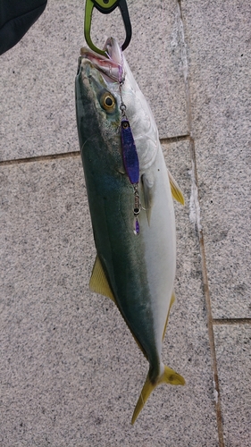 ヤズの釣果