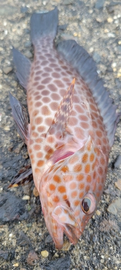 オオモンハタの釣果