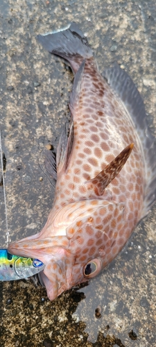 オオモンハタの釣果