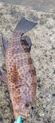 オオモンハタの釣果