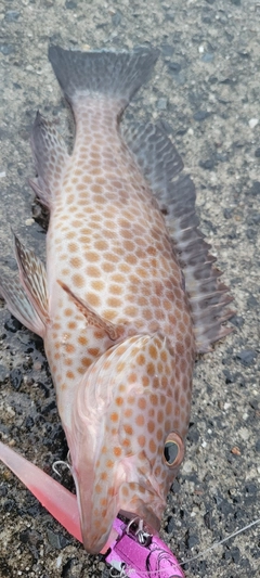 オオモンハタの釣果