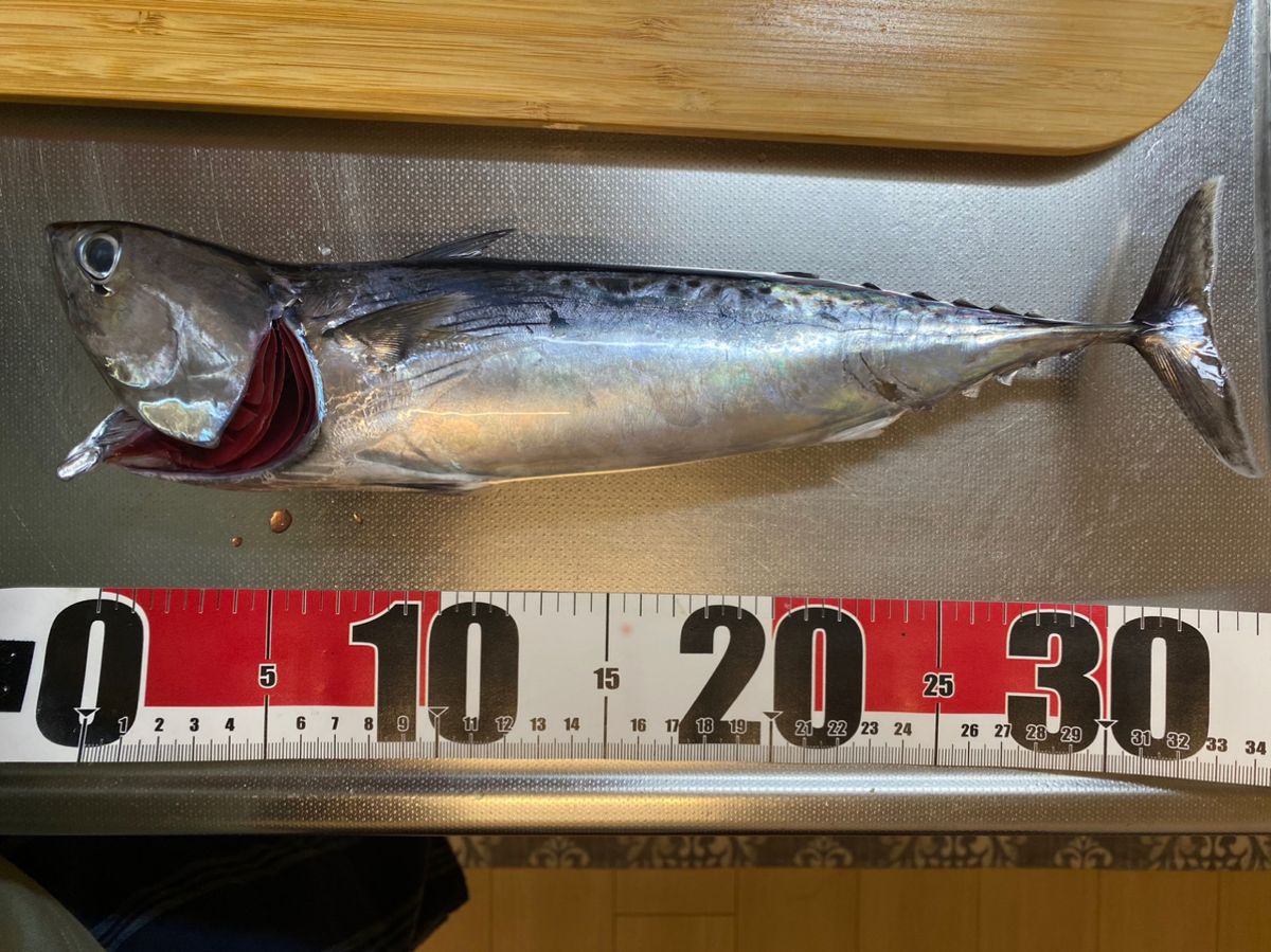 iwachildrenさんの釣果 2枚目の画像