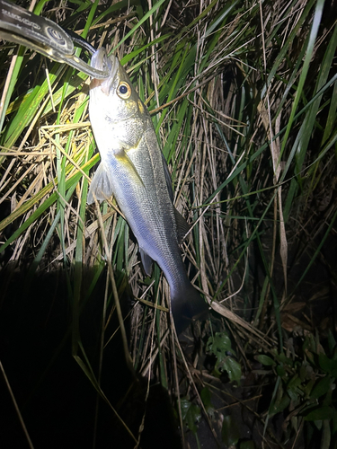 スズキの釣果