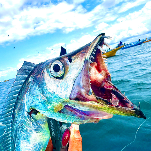 タチウオの釣果