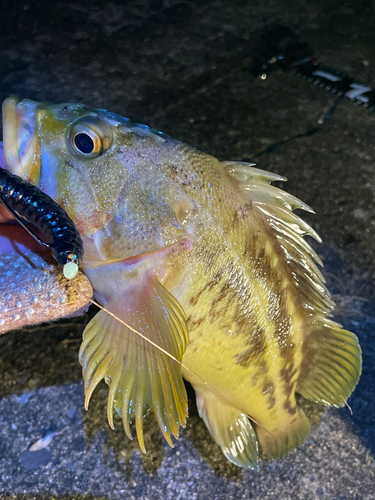 シマゾイの釣果