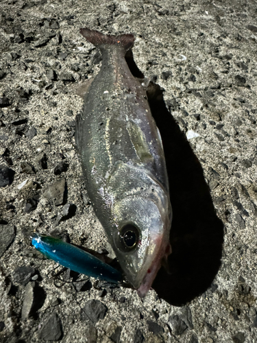 セイゴ（マルスズキ）の釣果