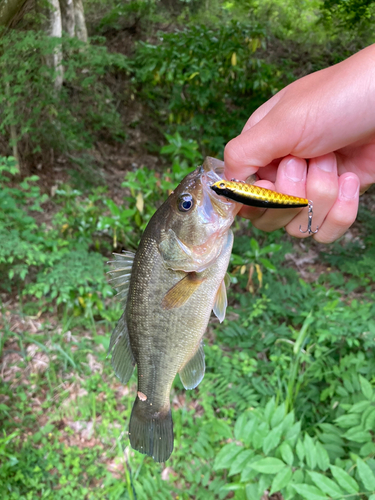 ブラックバスの釣果