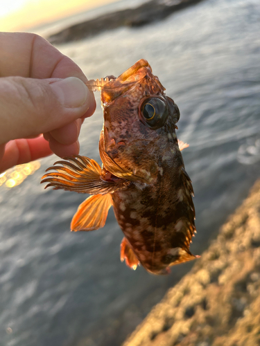 カサゴの釣果